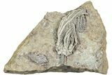 Fossil Crinoid (Pachylocrinus) - Indiana #232252-1